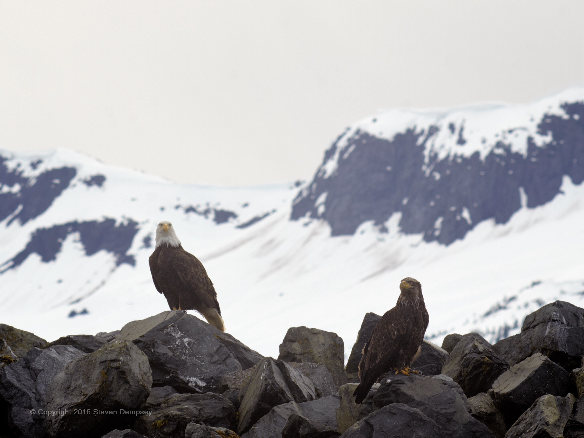 Bald Eagles in Haines