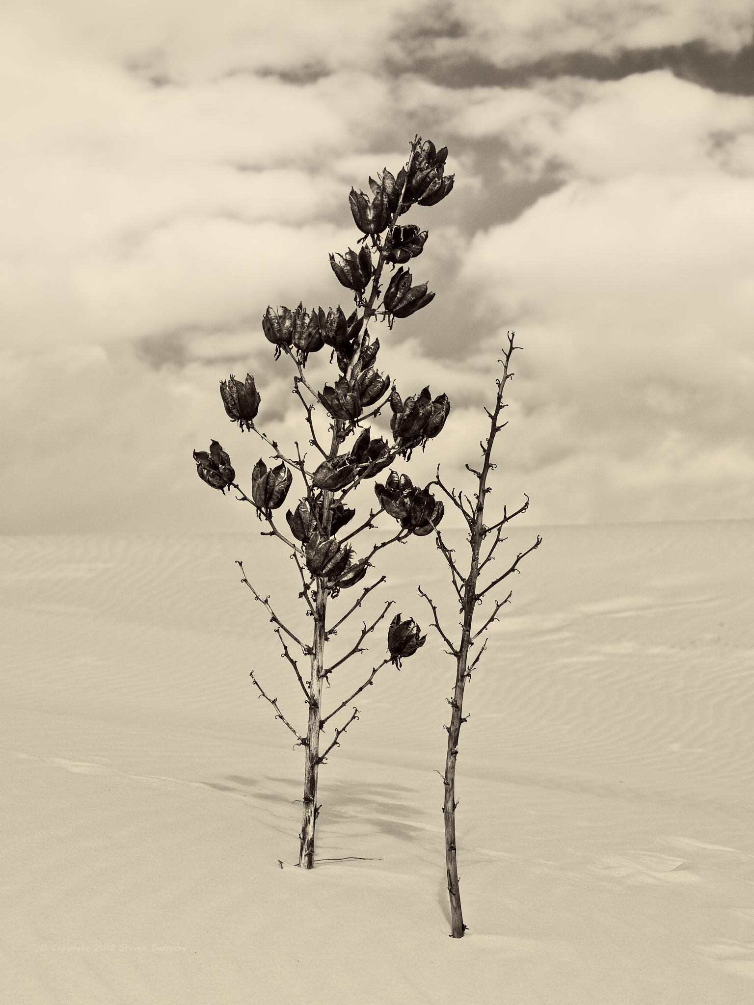 White Sands